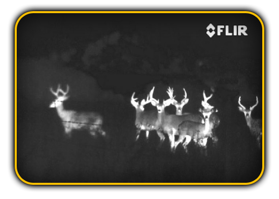 night vision FLIR deer